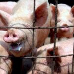 QUÉ SE SABE DE LA NUEVA CEPA DE GRIPE PORCINA CON “POTENCIAL PANDÉMICO”