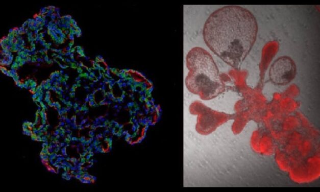 CORONAVIRUS: CREAN “MINIPULMONES” ARTIFICIALES PARA EXAMINAR LA PROPAGACIÓN DEL VIRUS