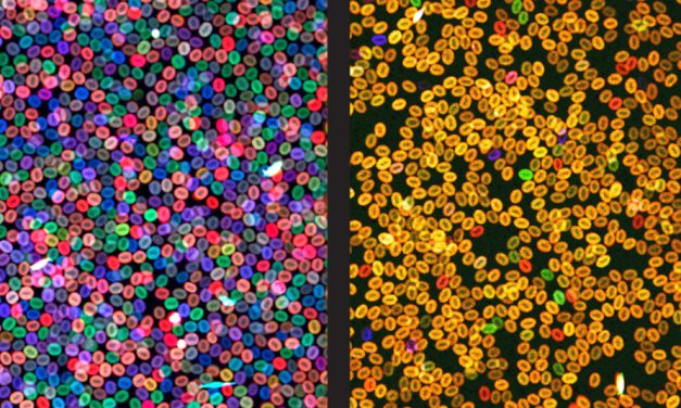 IMPRIMIR CÓDIGOS DE BARRAS SOBRE LAS CÉLULAS PARA RESOLVER LOS MISTERIOS DE LA MEDICINA