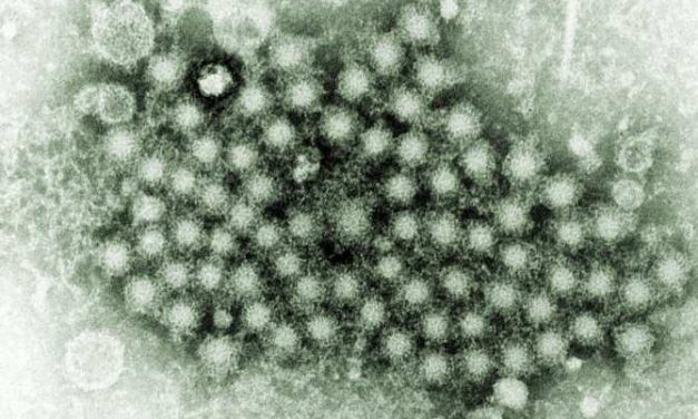 CREAN MOLÉCULAS INHIBIDORAS DEL VIRUS DE LA HEPATITIS C MEDIANTE EVOLUCIÓN IN VITRO