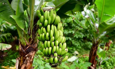 Comer una banana verde al día podría evitar el riesgo de padecer cáncer