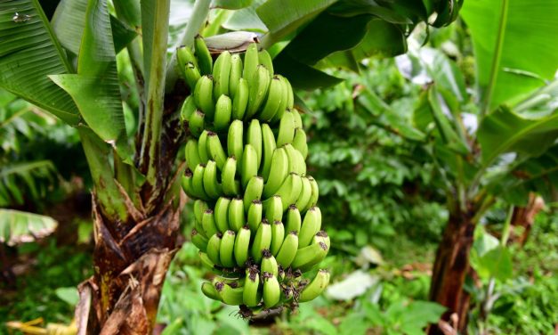 Comer una banana verde al día podría evitar el riesgo de padecer cáncer
