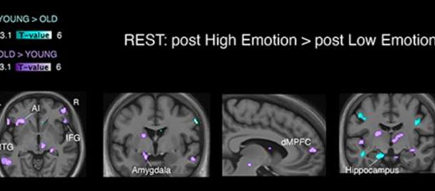 ¿Dominar mejor nuestras emociones puede ayudarnos a prevenir patologías cerebrales?