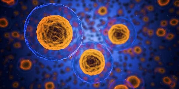 Cambio de paradigma en el campo de la mecanobiología: sorprendente hallazgo sobre las células