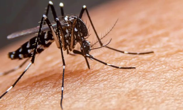 Dengue, una enfermedad con casos en aumento de la mano del cambio climático