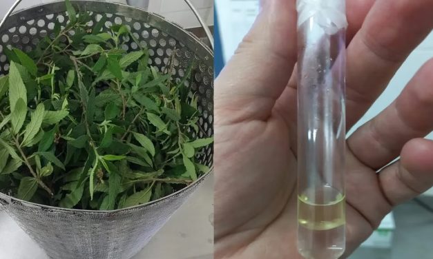 Plantas nativas para repeler insectos: un proyecto para prevenir enfermedades y cuidar el ambiente