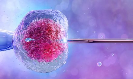 Un embrión sintético permitirá estudiar el inicio de la vida humana