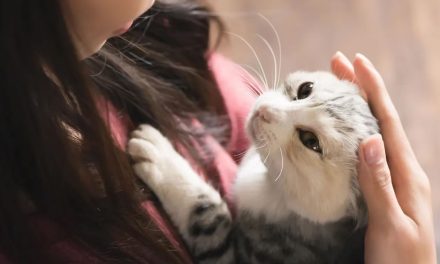 Los beneficios menos pensados para la salud de elegir un gato como mascota