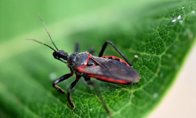 La vacuna que está lista para ser probada en humanos y que podría revolucionar la ciencia argentina