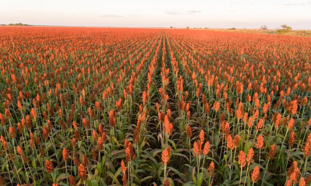 El alimento que tiene diez veces más calcio que la leche