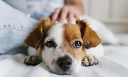 Tres consejos básicos y sencillos para que los chicos se adapten a una nueva mascota en el hogar