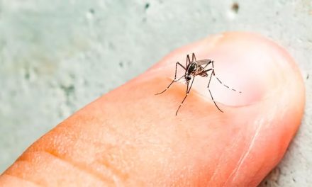 Dengue: 16 casos fatales y más de 22 mil infectados en todo el país en los últimos seis meses