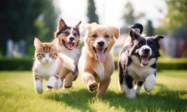 Cuáles son los beneficios saludables de acariciar perros y gatos