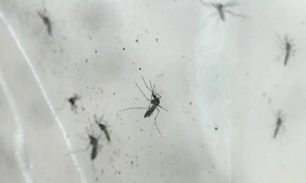 Por qué podemos contagiarnos dengue más de una vez
