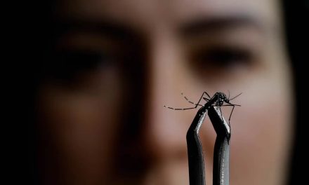 Las seis características que distinguen al mosquito del dengue