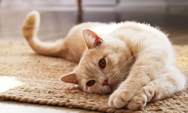Un sonido muy particular que hacen los gatos puede favorecer la salud de su dueño