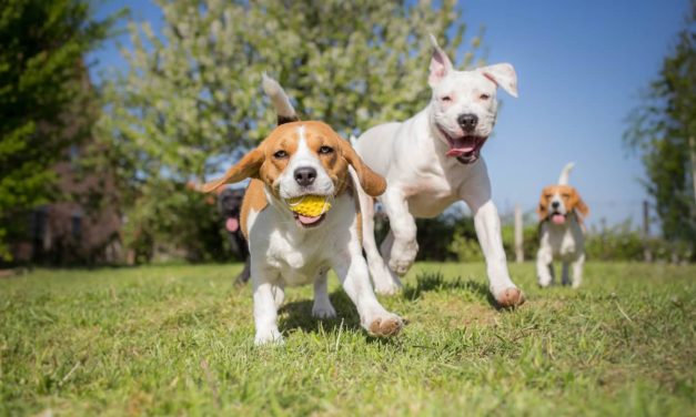 Día Mundial del Perro Adoptado: las cuatro claves para recibir una mascota en el hogar