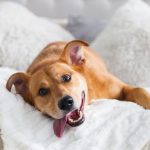 Cómo cuidar a las mascotas para evitar que se enfermen en días de frío extremo