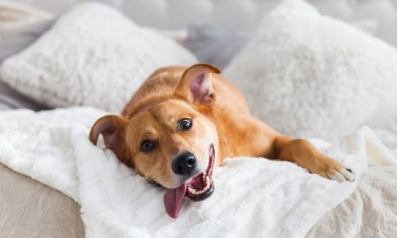 Cómo cuidar a las mascotas para evitar que se enfermen en días de frío extremo