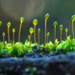 Investigadores lograron que un organismo resista sin protección en el espacio: “Una nueva frontera”