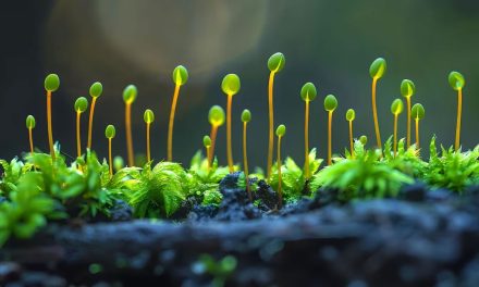 Investigadores lograron que un organismo resista sin protección en el espacio: “Una nueva frontera”