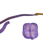 Científicos del Conicet descubrieron una de las 10 especies más emblemáticas de 2025