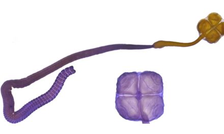 Científicos del Conicet descubrieron una de las 10 especies más emblemáticas de 2025
