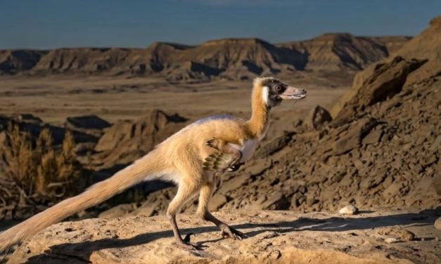 Científicos descubrieron un minidinosaurio en la Patagonia: pesaba menos de un kilo, pero era rápido y letal