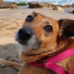 Día Mundial del Perro Sin Raza: por qué cada vez más familias eligen sumar un mestizo a su hogar