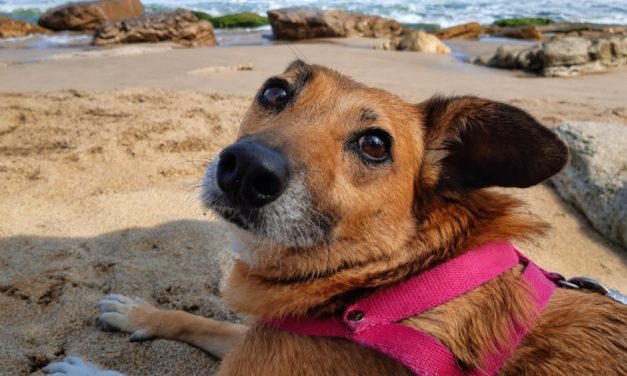 Día Mundial del Perro Sin Raza: por qué cada vez más familias eligen sumar un mestizo a su hogar