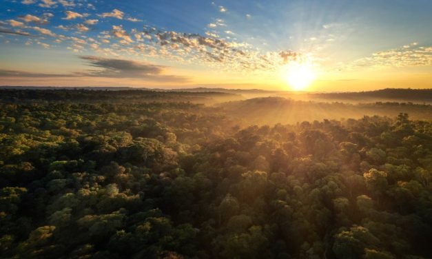 Día Mundial del Medio Ambiente: por qué cada acción cuenta para cuidar el planeta
