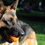 Día del Perro en la Argentina: por qué se celebra hoy