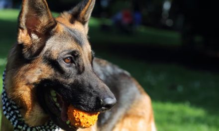 Día del Perro en la Argentina: por qué se celebra hoy