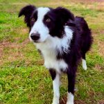 Día Mundial del Perro: cómo las mascotas mejoran la salud física, emocional y ayudan a combatir la soledad