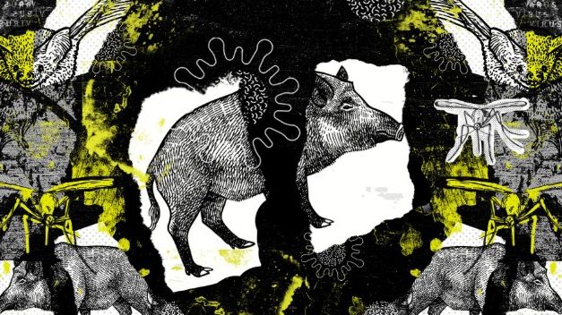 ¿Qué son las Zoonosis y como prevenirlas?