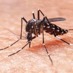 Día Mundial del Mosquito: prevenir las picaduras también es cuidar la salud