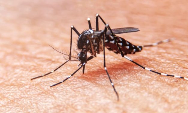 Día Mundial del Mosquito: prevenir las picaduras también es cuidar la salud