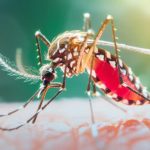 26 de agosto, Día Internacional contra el Dengue: por qué prevenir hoy es evitar brotes mañana