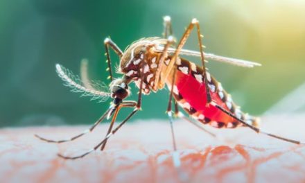 26 de agosto, Día Internacional contra el Dengue: por qué prevenir hoy es evitar brotes mañana