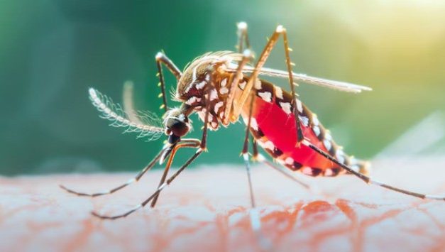 26 de agosto, Día Internacional contra el Dengue: por qué prevenir hoy es evitar brotes mañana