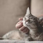 Día del Gato: los riesgos invisibles que también pueden afectar a los gatos que viven dentro de casa