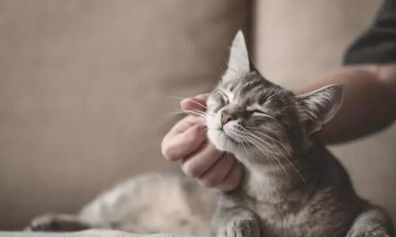 Día del Gato: los riesgos invisibles que también pueden afectar a los gatos que viven dentro de casa