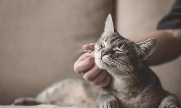Día del Gato: los riesgos invisibles que también pueden afectar a los gatos que viven dentro de casa