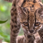 Cómo es el tilcayo, la nueva especie de felino que encontraron en las selvas de Bolivia