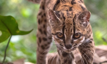 Cómo es el tilcayo, la nueva especie de felino que encontraron en las selvas de Bolivia