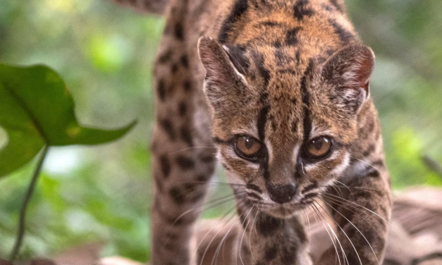 Cómo es el tilcayo, la nueva especie de felino que encontraron en las selvas de Bolivia
