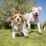 Día Mundial del Perro Adoptado: las cuatro claves para recibir una mascota en el hogar
