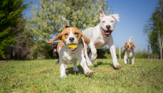 Día Mundial del Perro Adoptado: las cuatro claves para recibir una mascota en el hogar